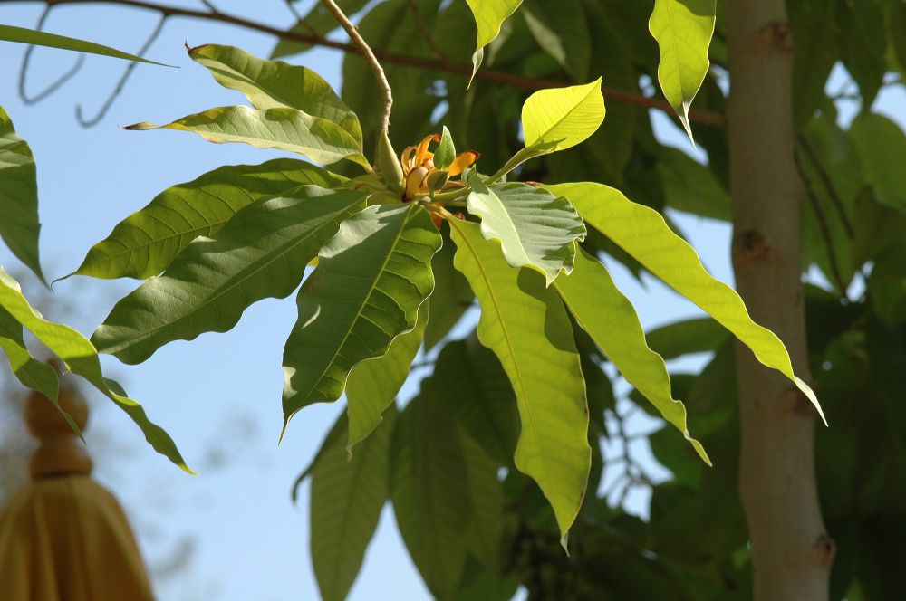 Magnoliaceae Michelia champaca