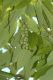 image of Michelia champaca
