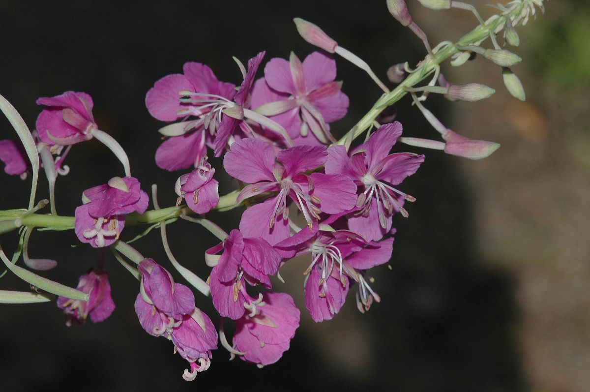 Onagraceae Epilobium angustifolium