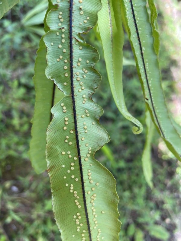 Oleandraceae Oleandra decurrens