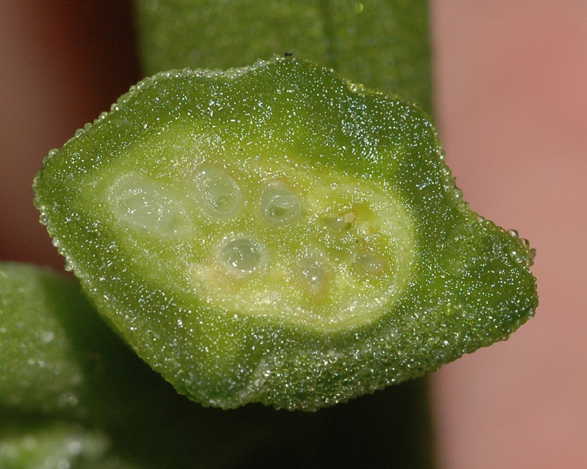Aizoaceae Tetragonia tetragonoides