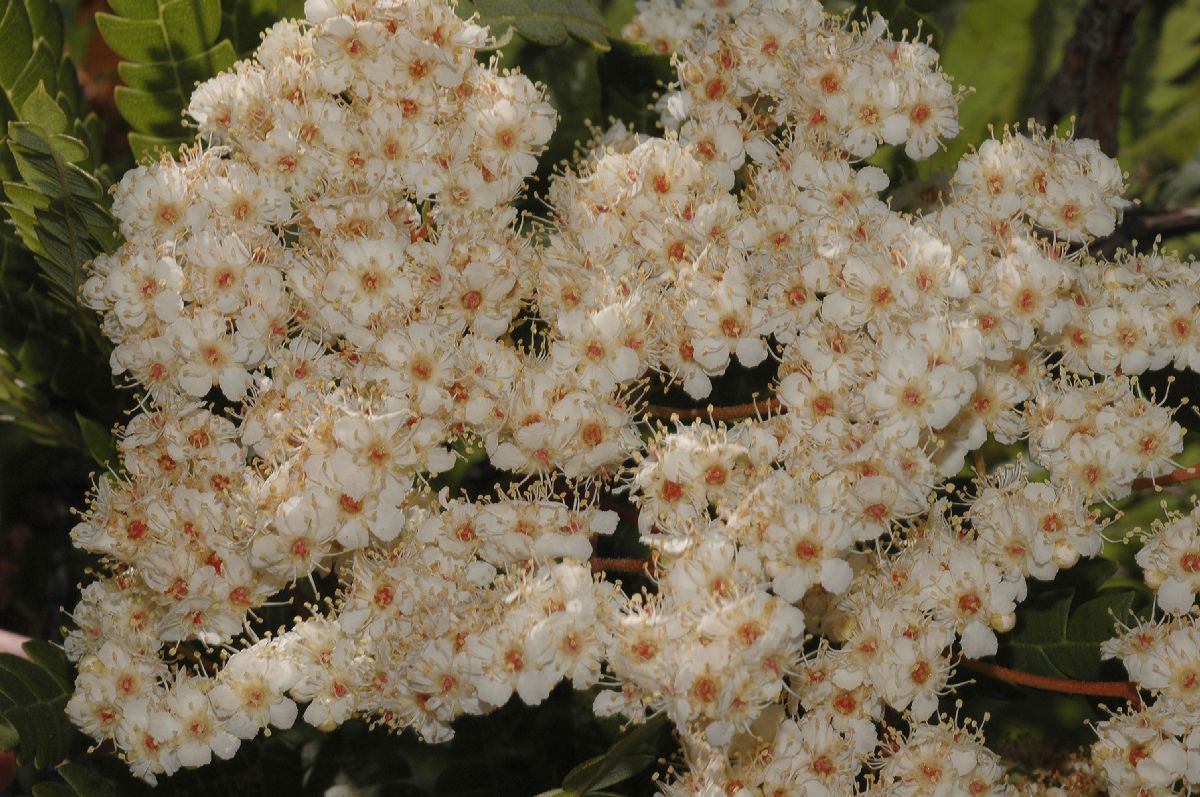 Rosaceae Lyonothamnus aspleniifolius