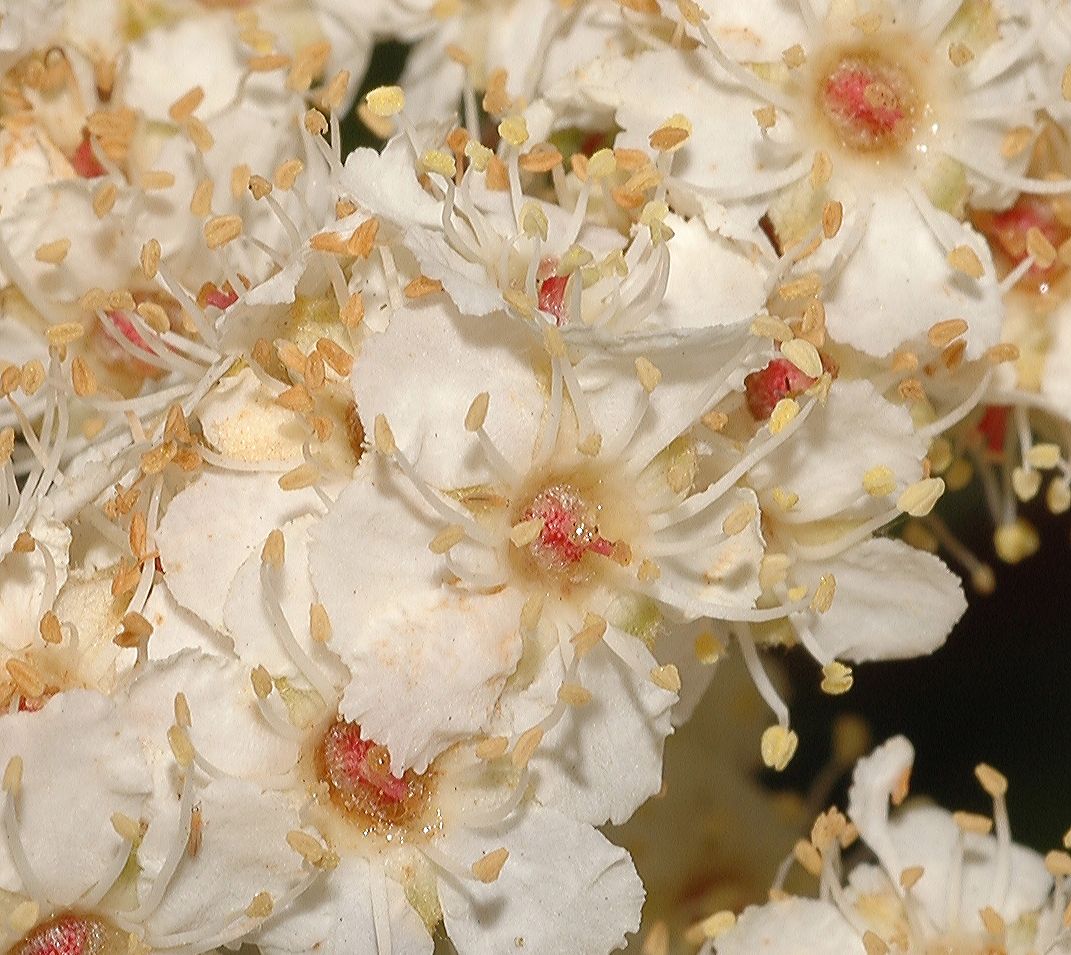 Rosaceae Lyonothamnus aspleniifolius
