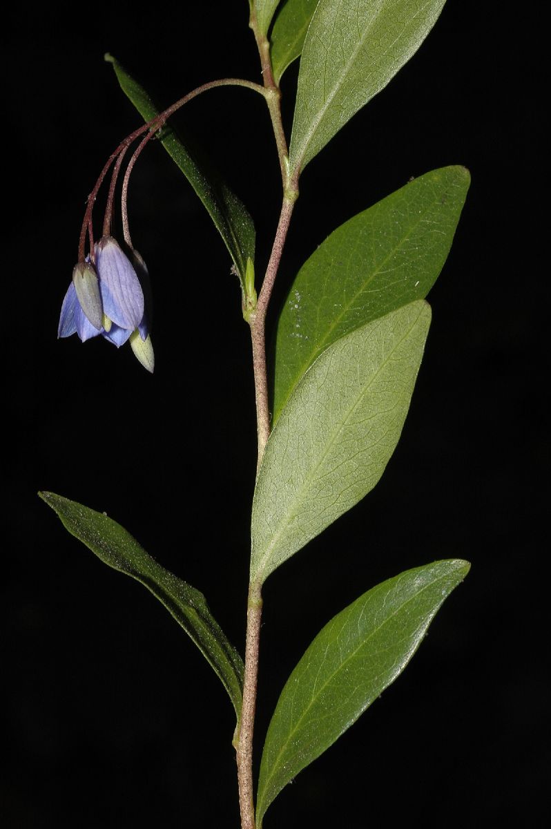 Pittosporaceae Sollya heterophylla