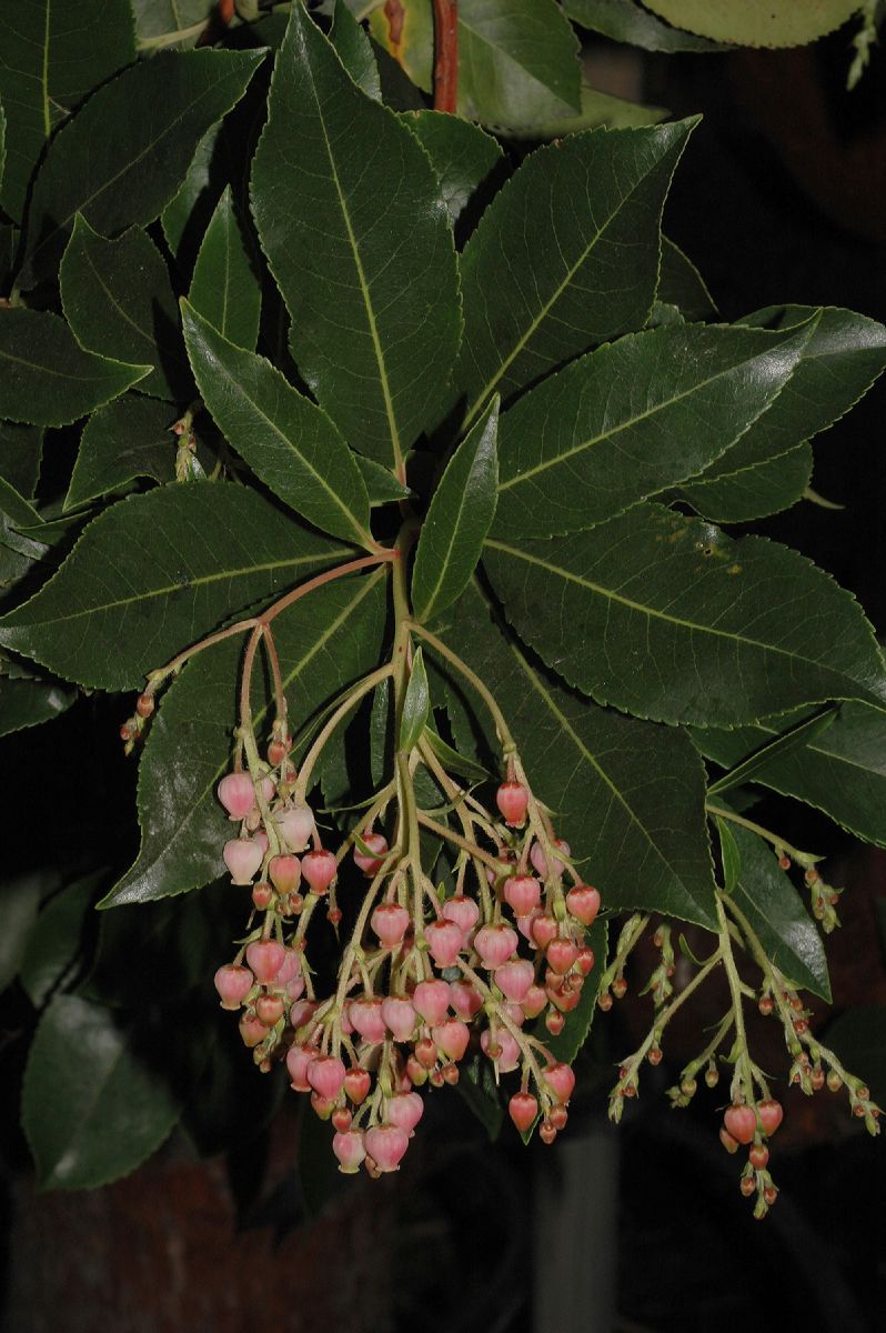 Ericaceae Arbutus unedo