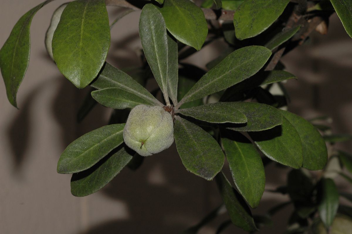 Pittosporaceae Pittosporum crassifolium