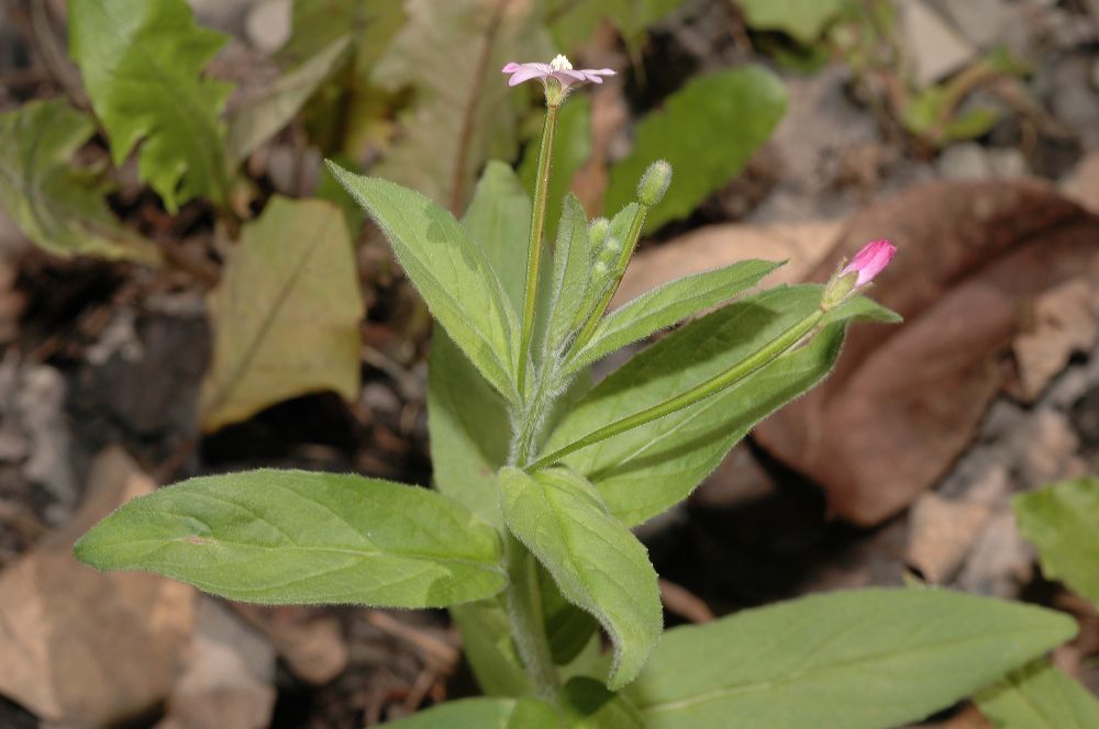 Onagraceae Epilobium parviflorum