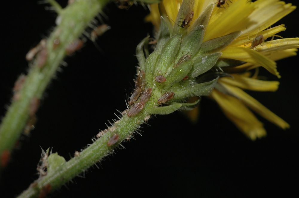 Asteraceae Picris hieracioides