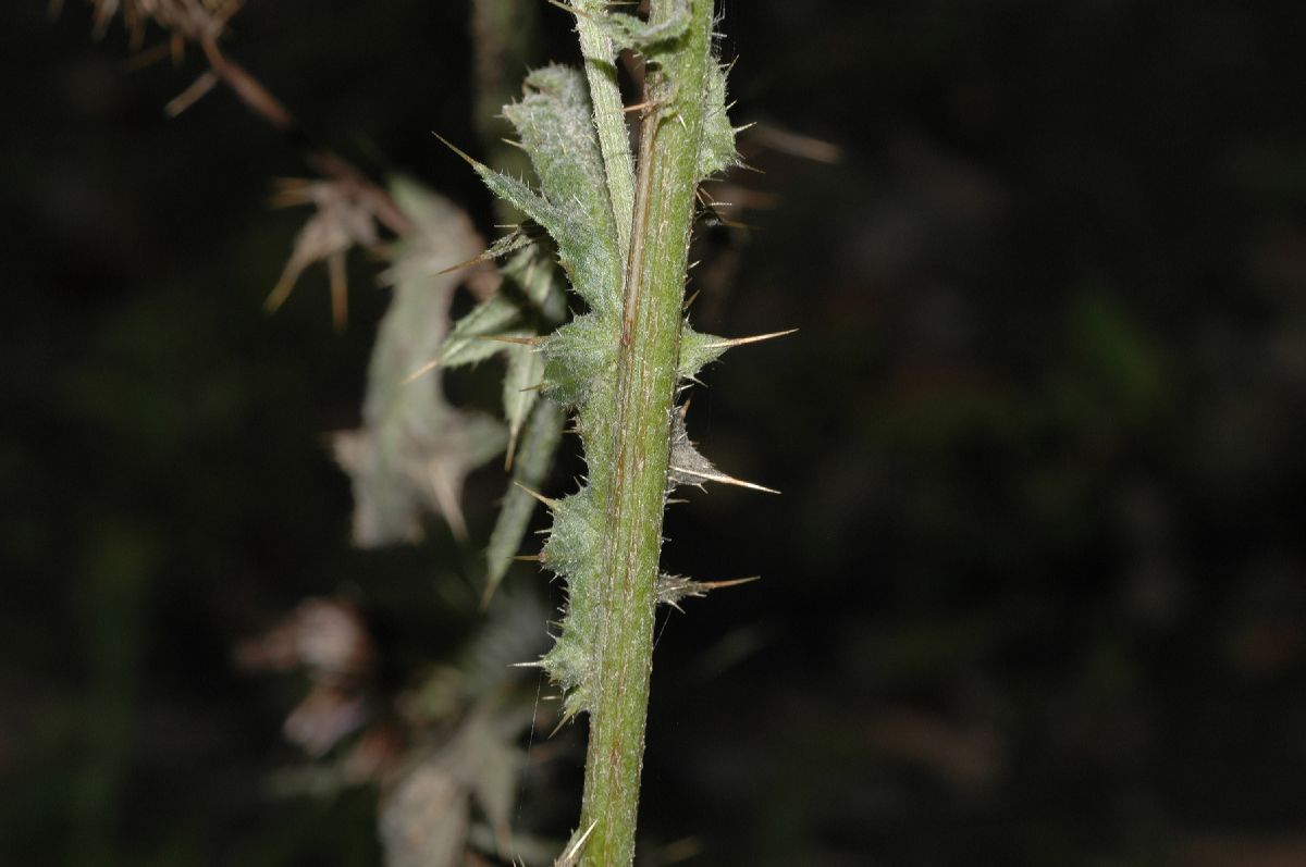 Asteraceae Cirsium vulgare