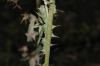 image of Cirsium vulgare