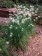 image of Allium tuberosum