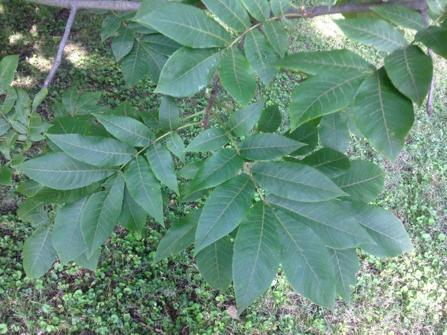 Juglandaceae Carya tomentosa