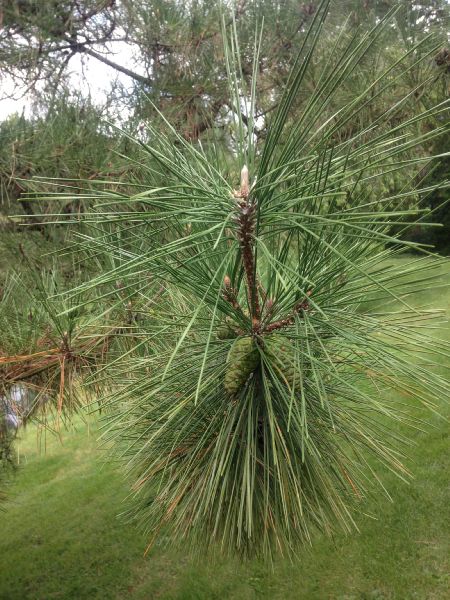 Pinaceae Pinus thunbergii