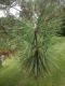 image of Pinus thunbergii