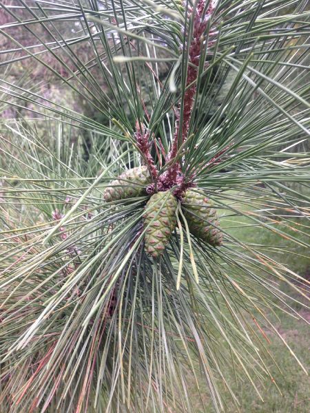 Pinaceae Pinus thunbergii