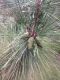 image of Pinus thunbergii