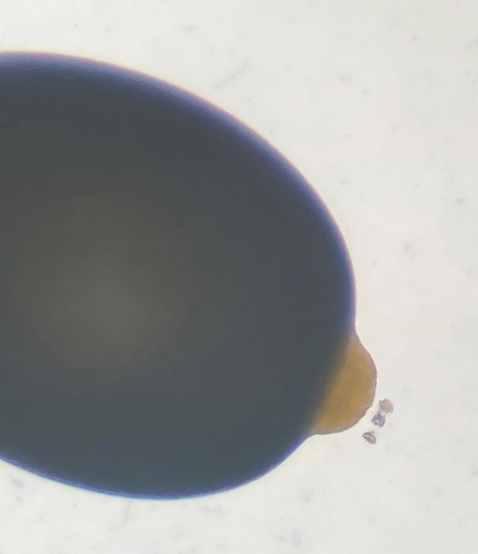 Marsileaceae Marsilea macropoda