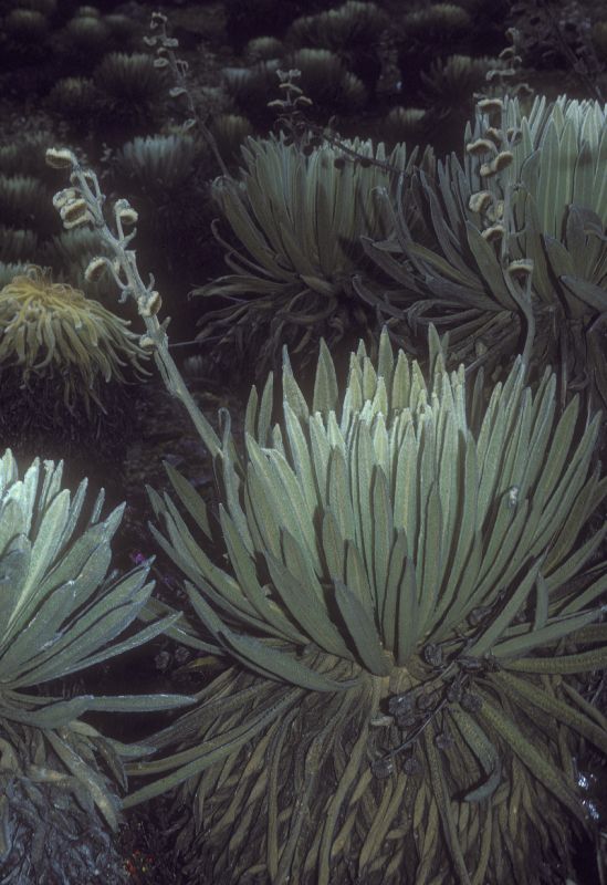 Asteraceae Espeletia 