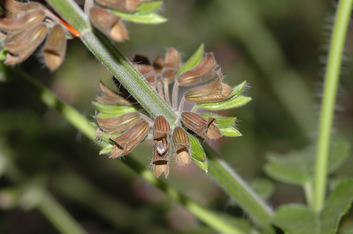 Lamiaceae Salvia 