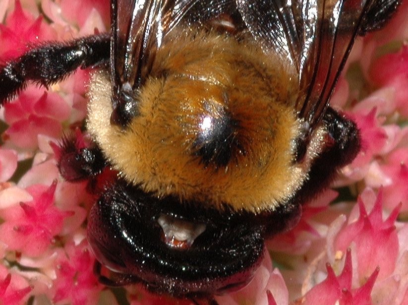 Apidae Xylocopa 