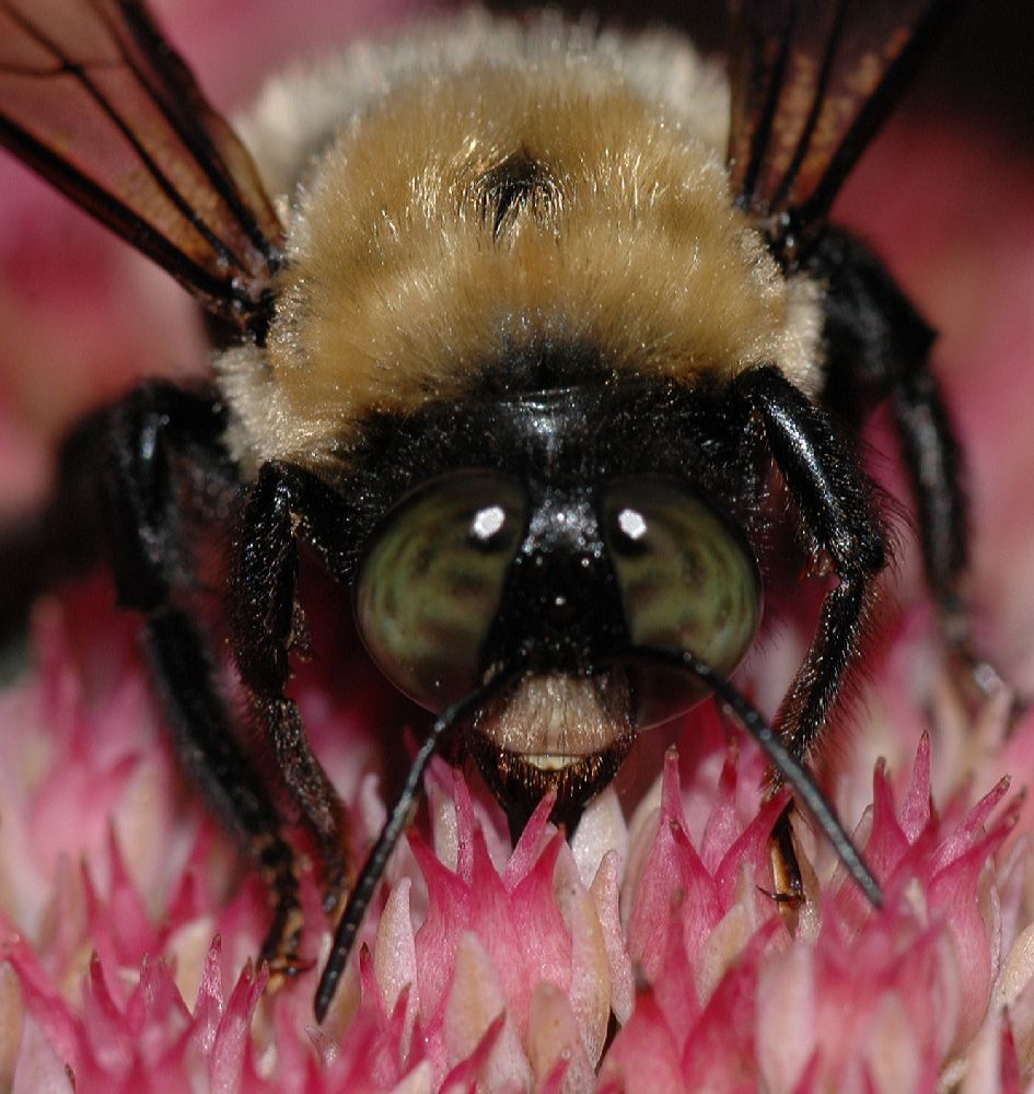 Apidae Xylocopa 