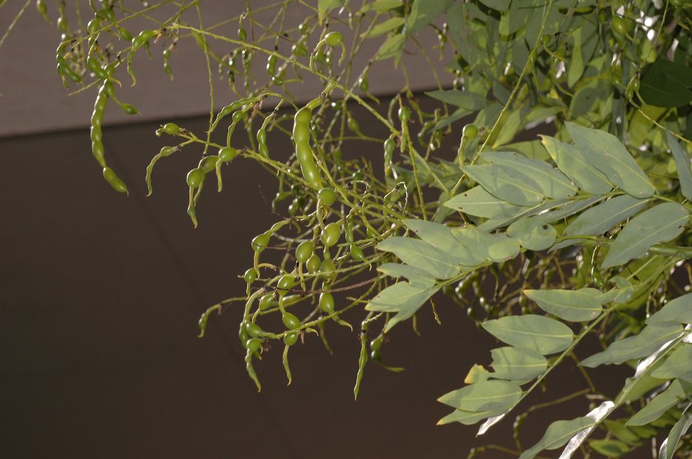 Fabaceae Styphnolobium japonicum