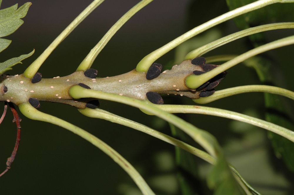 Oleaceae Fraxinus excelsior
