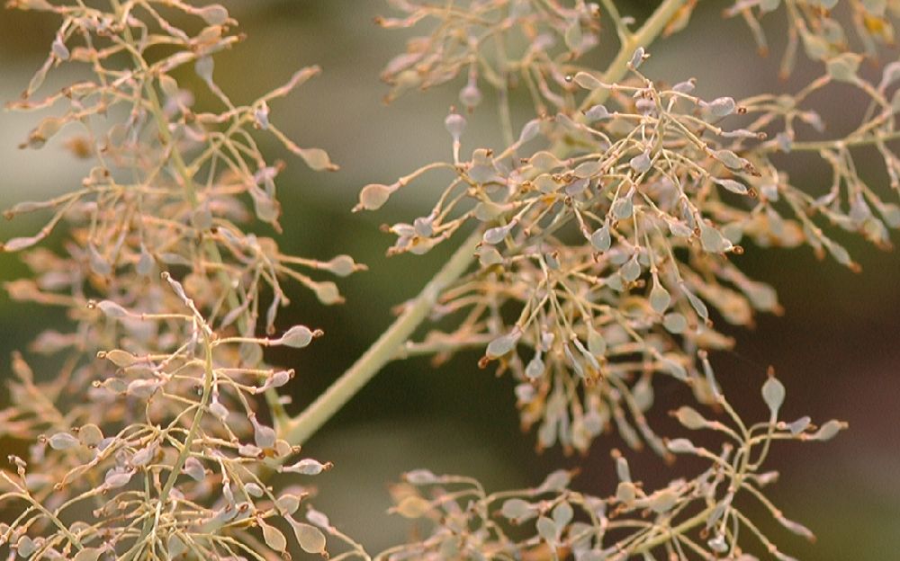 Papaveraceae Macleaya cordata