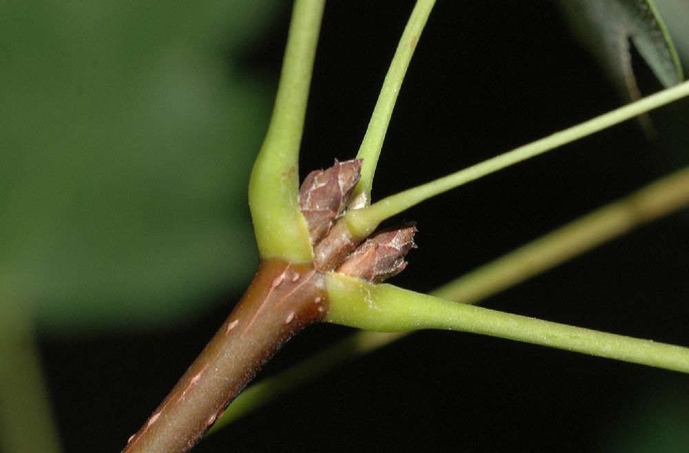 Aceraceae Acer grandidentatum
