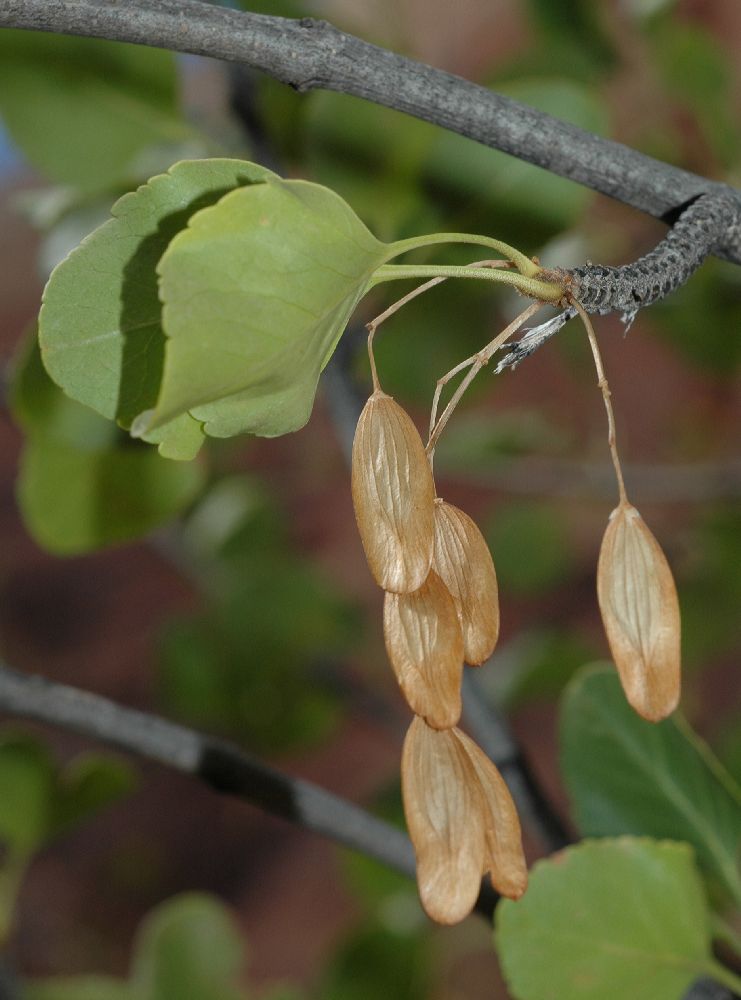 Oleaceae Fraxinus anomala