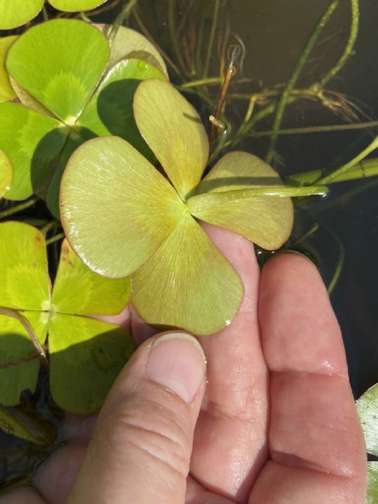 Marsileaceae Marsilea mutica