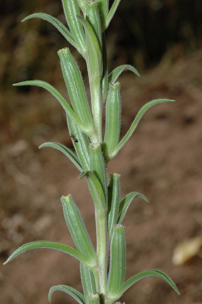 Onagraceae Oenothera hookeri