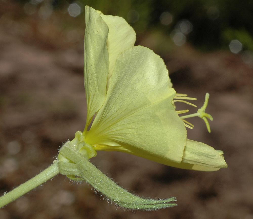 Onagraceae Oenothera hookeri