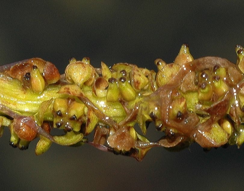 Potamogetonaceae Potamogeton illinoensis