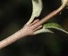 image of Shepherdia canadensis