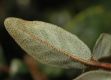 image of Shepherdia canadensis