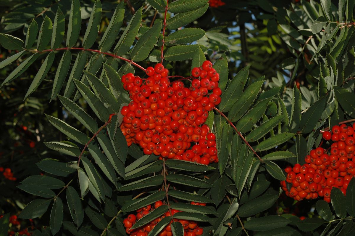 Rosaceae Sorbus decora