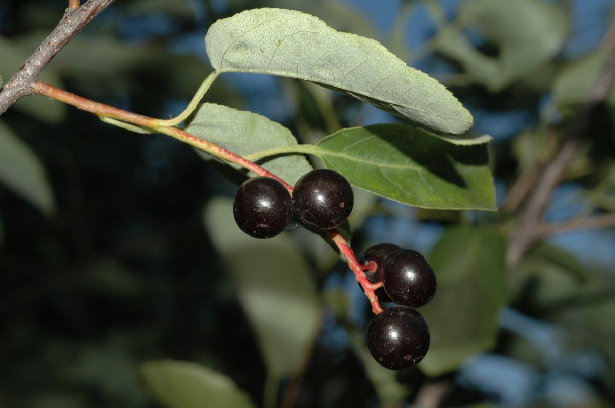 Rosaceae Prunus virginiana