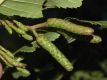 image of Alnus tenuifolia