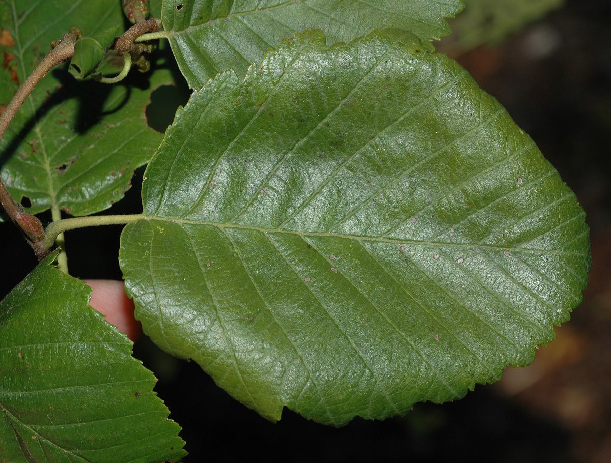 Betulaceae Alnus tenuifolia
