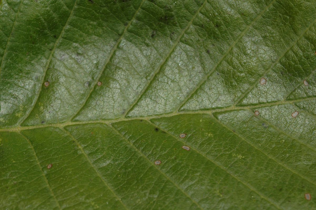 Betulaceae Alnus tenuifolia