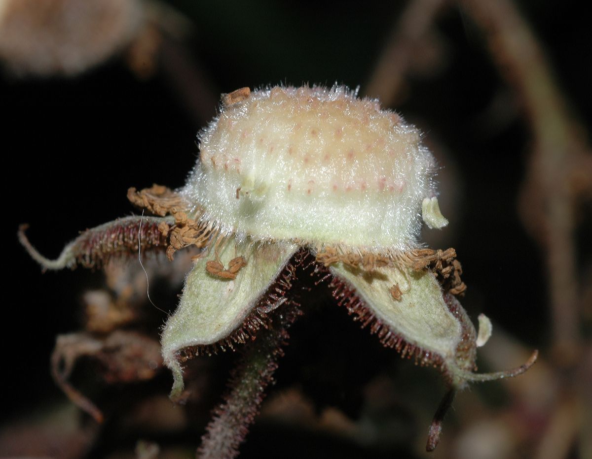 Rosaceae Rubus odoratus