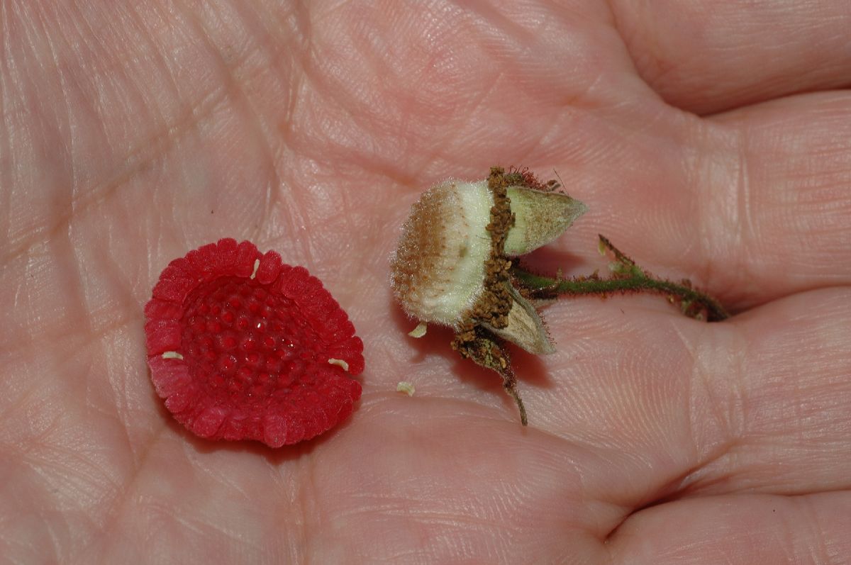 Rosaceae Rubus odoratus