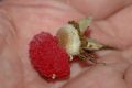 image of Rubus odoratus