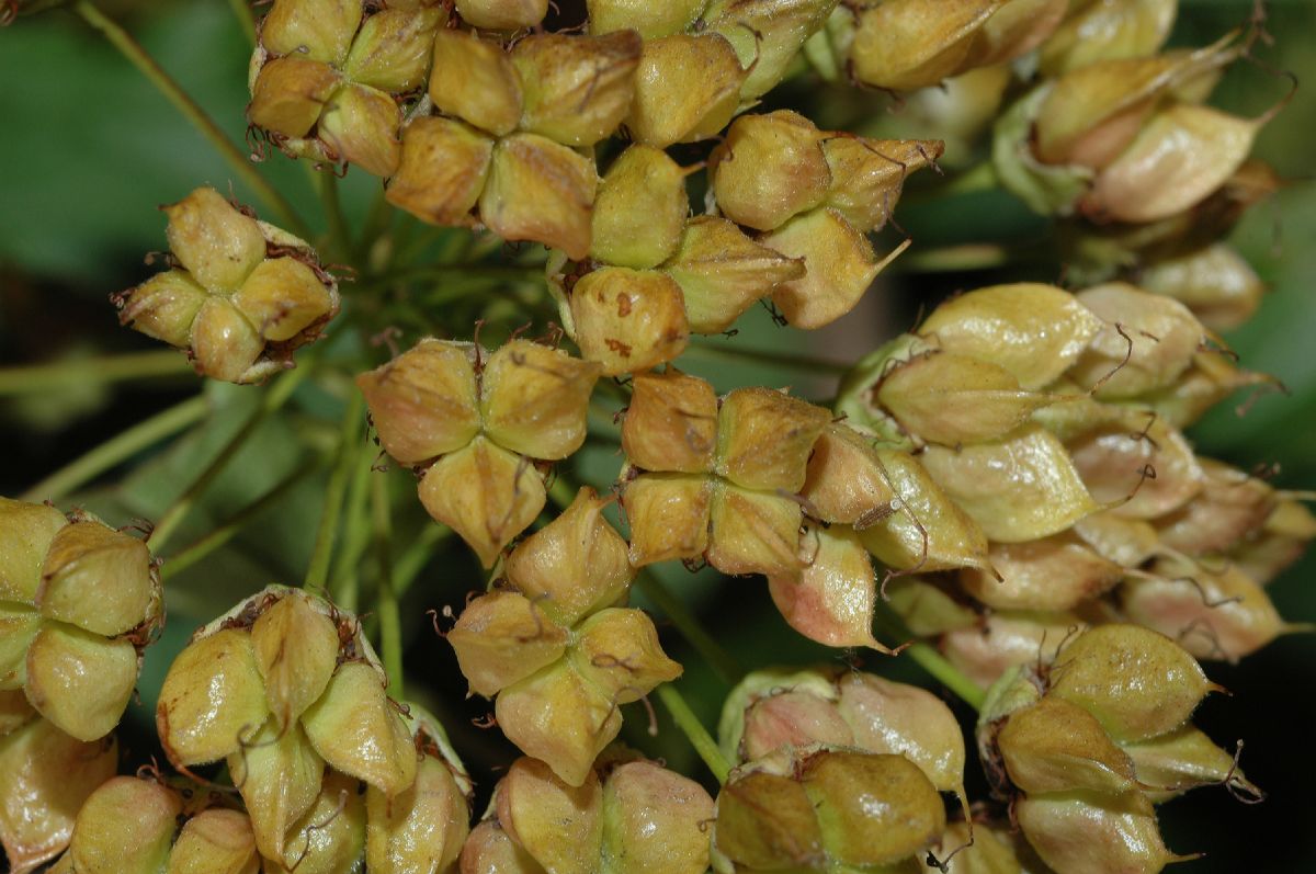 Rosaceae Physocarpus opulifoius