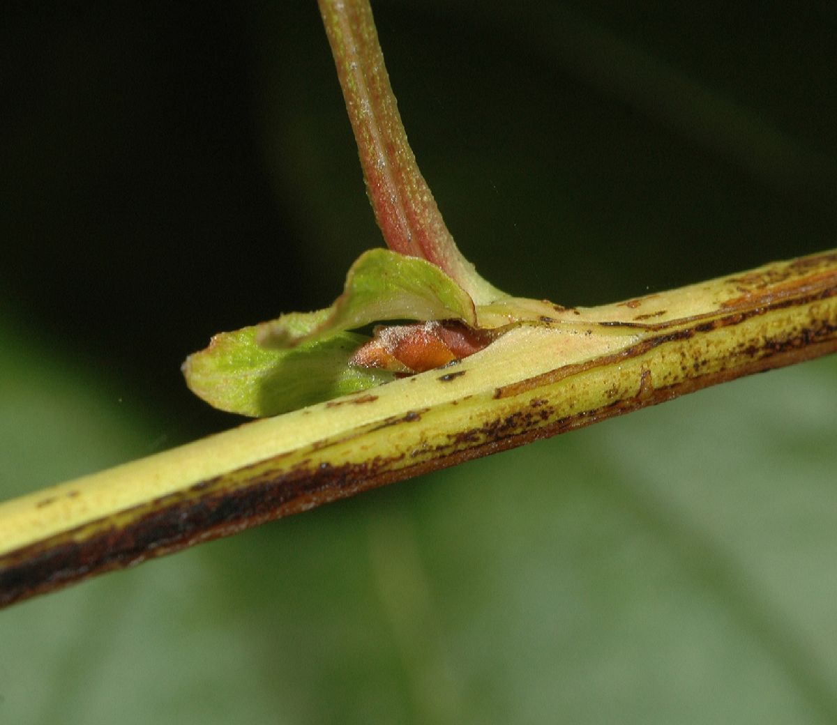 Rosaceae Physocarpus opulifoius