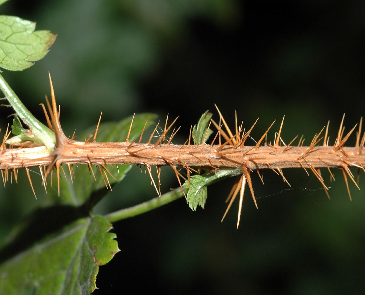 Grossulariaceae Ribes lacustre
