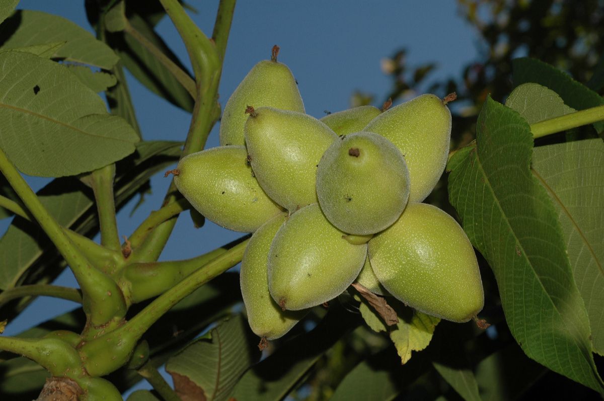 Juglandaceae Juglans mandshurica