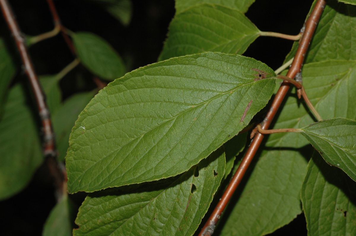 Rosaceae Prunus maackii