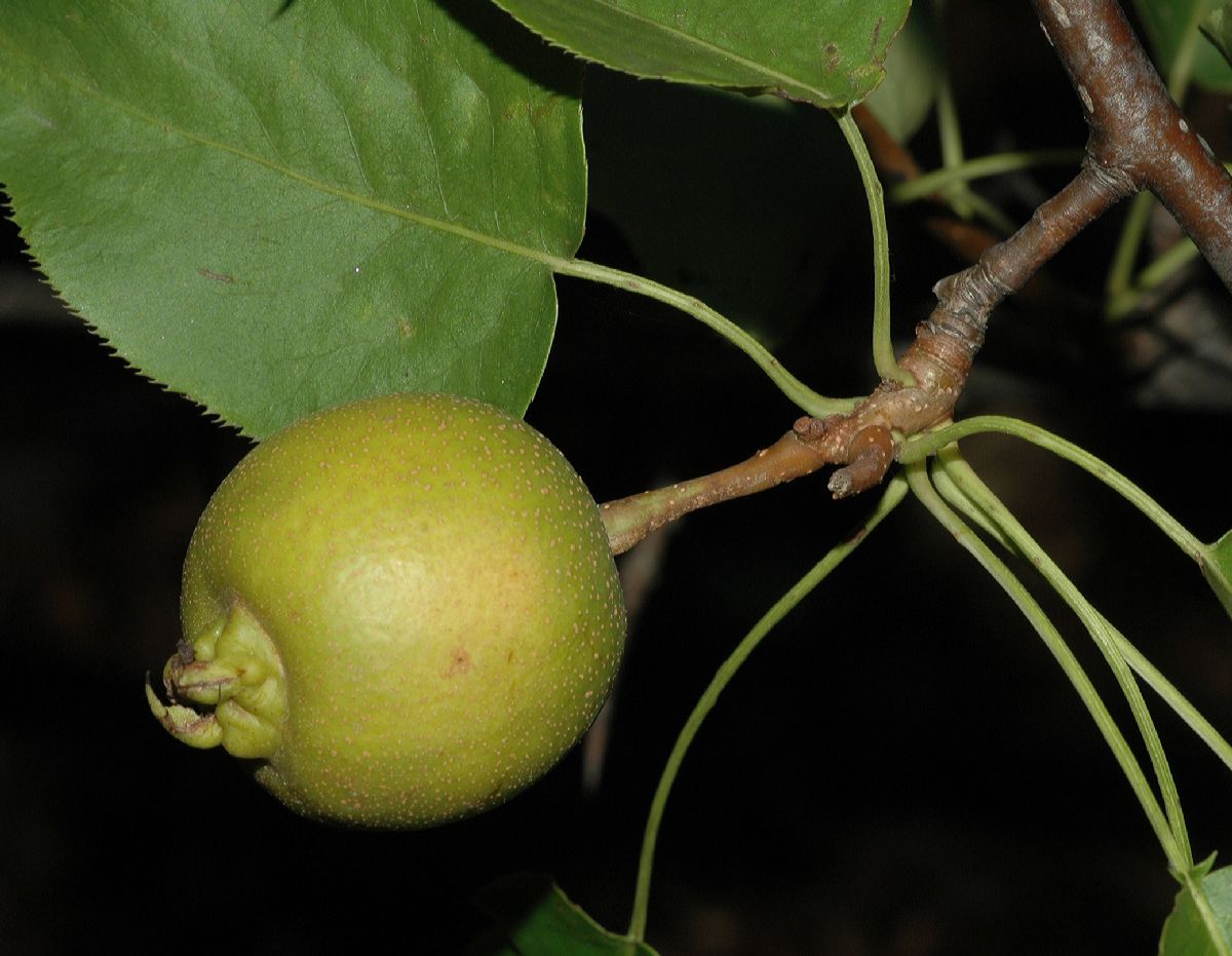 Rosaceae Pyrus ussuriensis